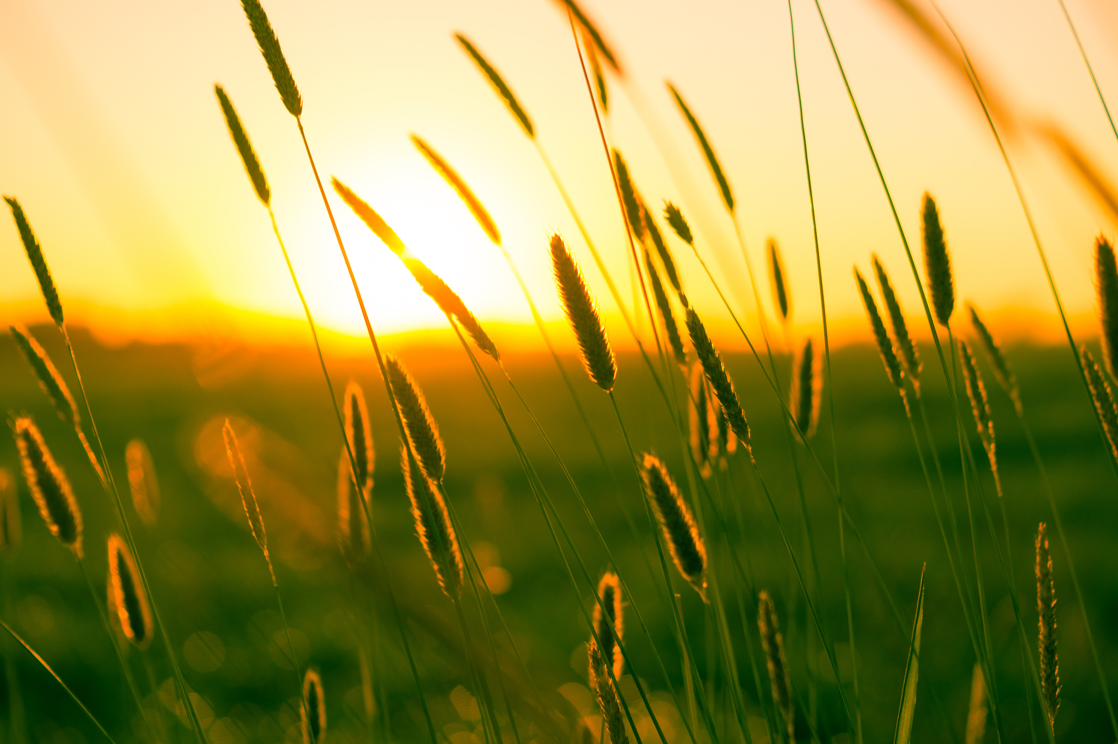 Wheat Grains during Sunset